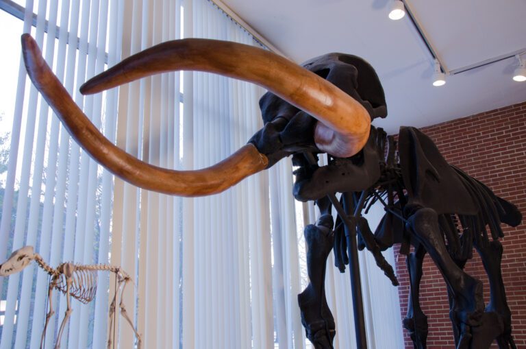 Joseph Moore Museum of Natural History