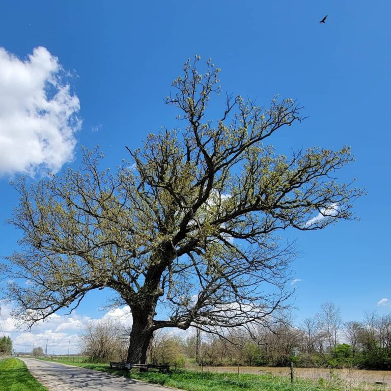 Indiana’s Oldest Tree