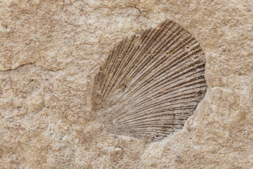 fossil