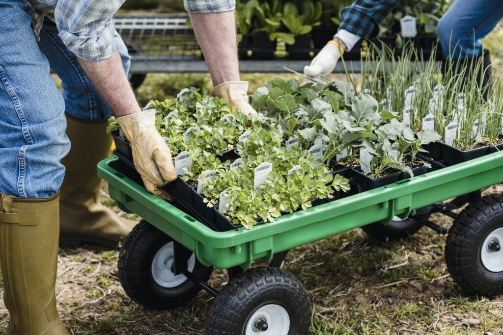 Person Taking Care of the Plants