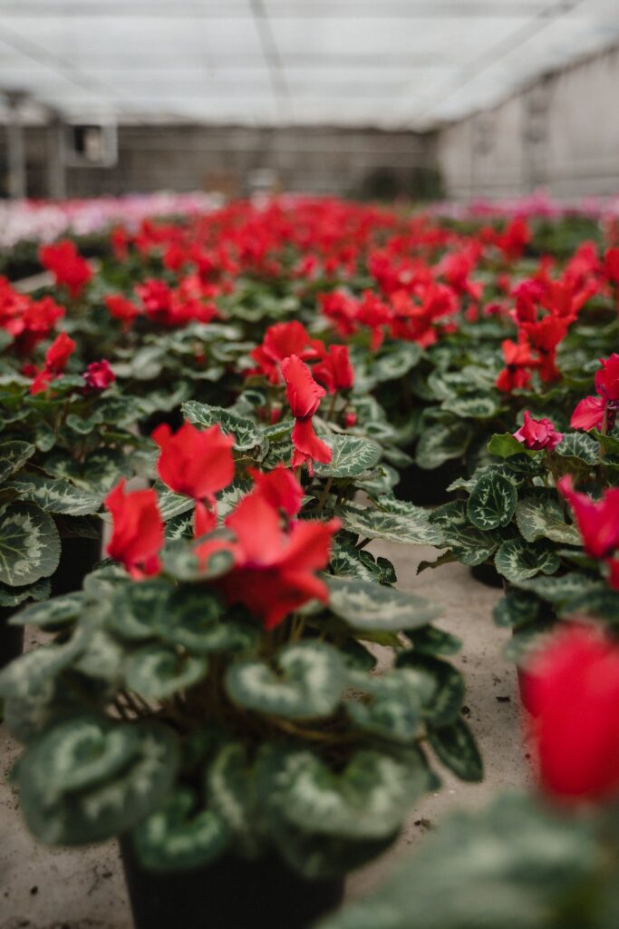 Rows of Flowering Plants in a Greenhouse