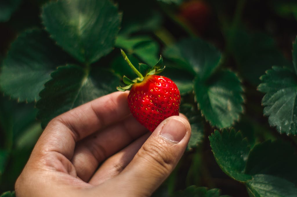 A detailed close-up of a hand holding a fresh, ripe strawberry with green leaves in the background.