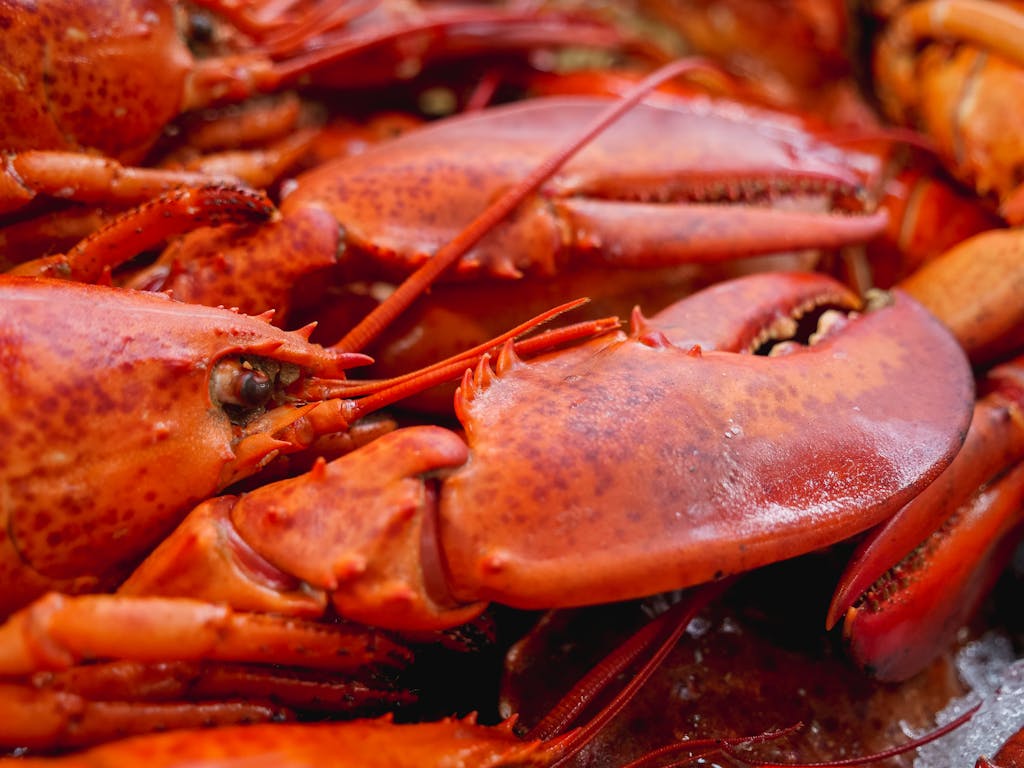 Freshly cooked vibrant red lobsters, highlighting their textures and quality seafood appeal.