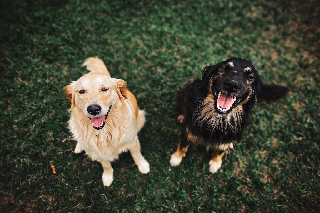 Two happy dogs looking up, smiling, sitting on a green grass field in an outdoor setting.