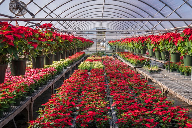 Abundant poinsettias in a greenhouse providing a burst of color and holiday spirit.