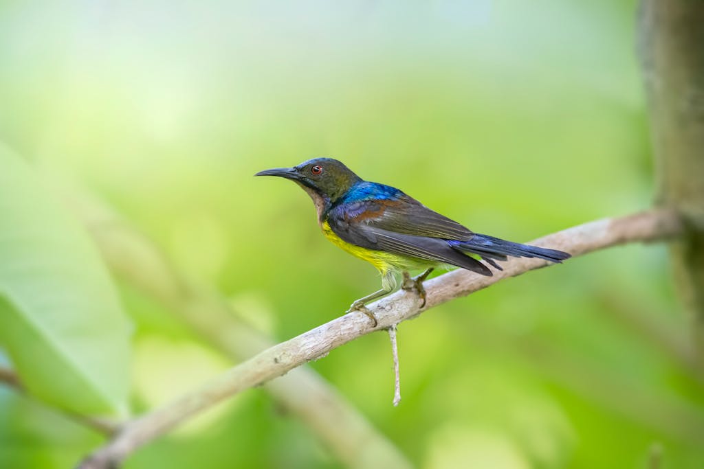 A vibrant brown-throated sunbird perched on a branch with lush green background.