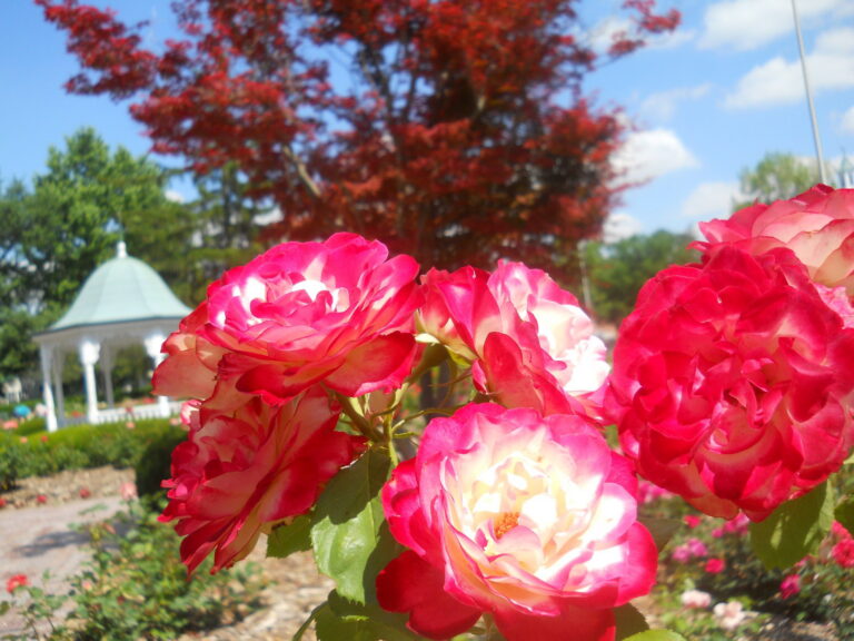 In Full Bloom: Discovering Richmond’s Gardens and Beyond