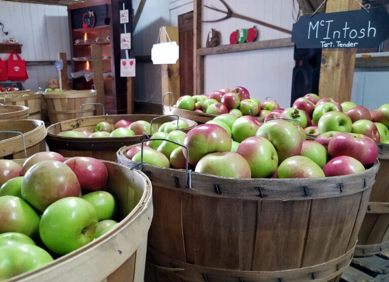 Pick Your Perfect Fall: Pumpkins, Apples, & Orchard Adventures
